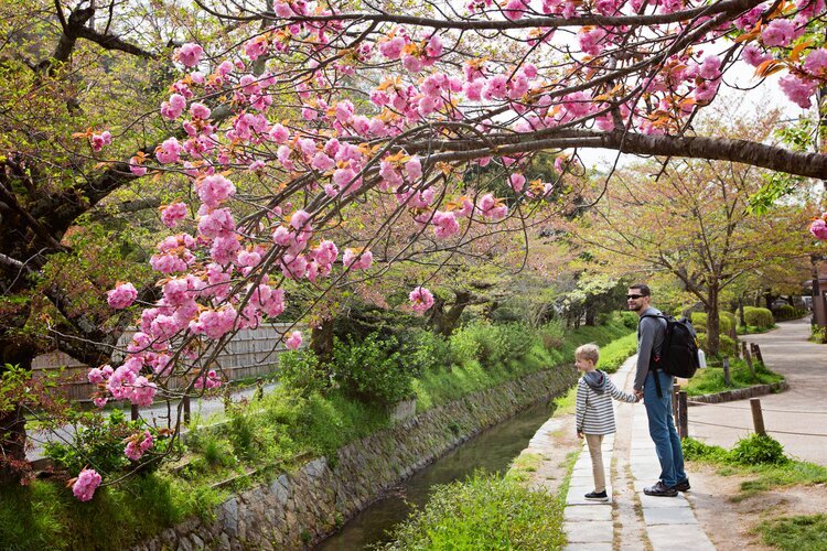 faather and son's japan trip during Cherry blossoms season