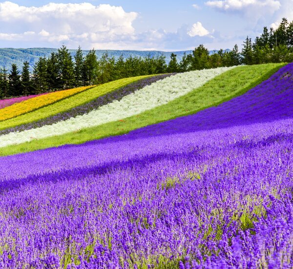 Hokkaido Weather in July 2026: Enjoy The Lavender Season
