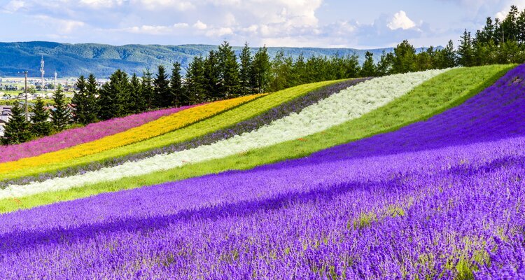 Irodori lavender field, Tomita farm, Furano, Japan