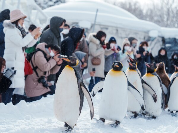Watch penguins waddle along the snow path