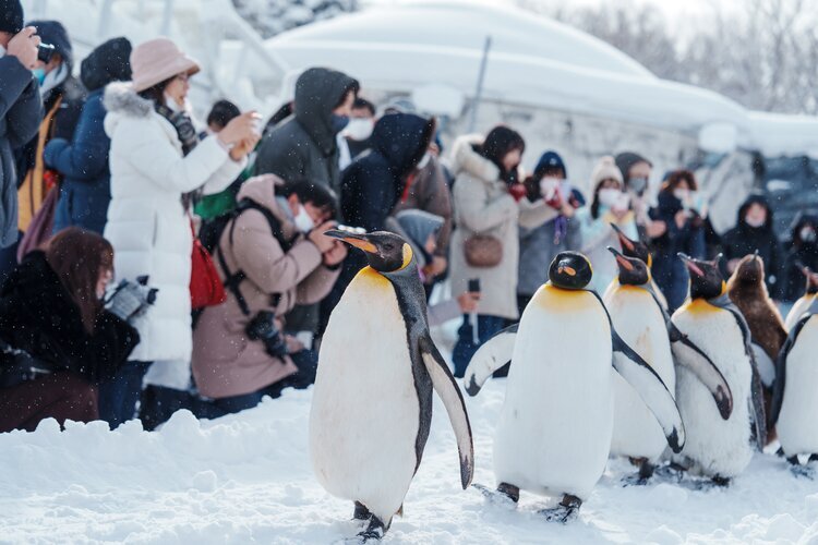Penguins walking on a snowy path at Asahiyama Zoo