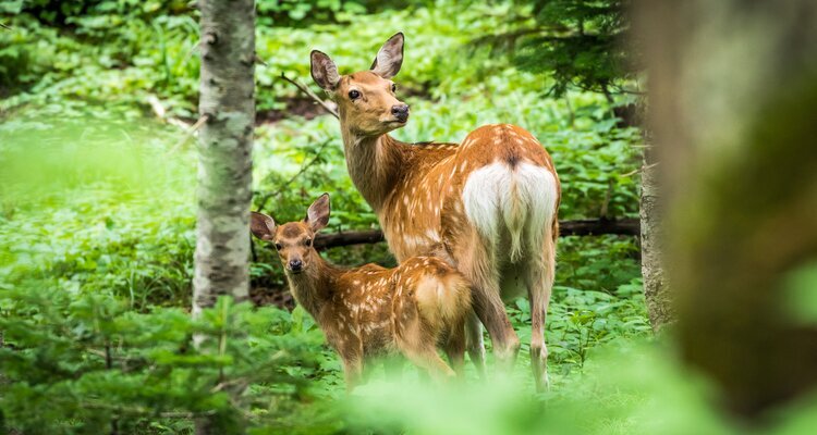Hokkaido Weather in August Summary