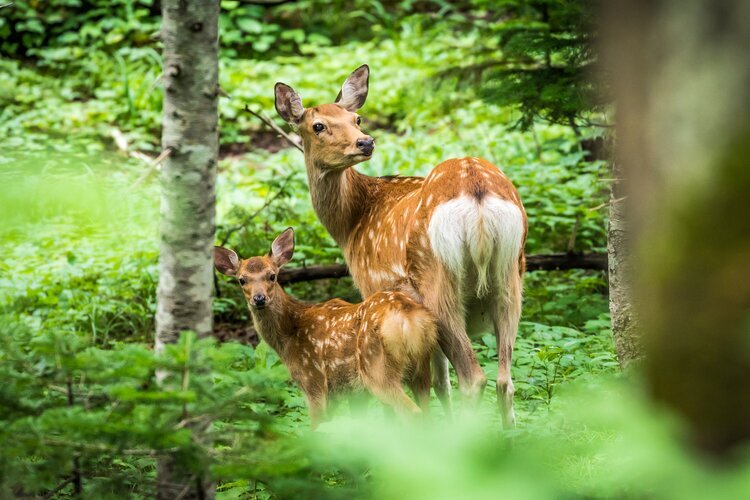 Observe wild deer in Shiretoko