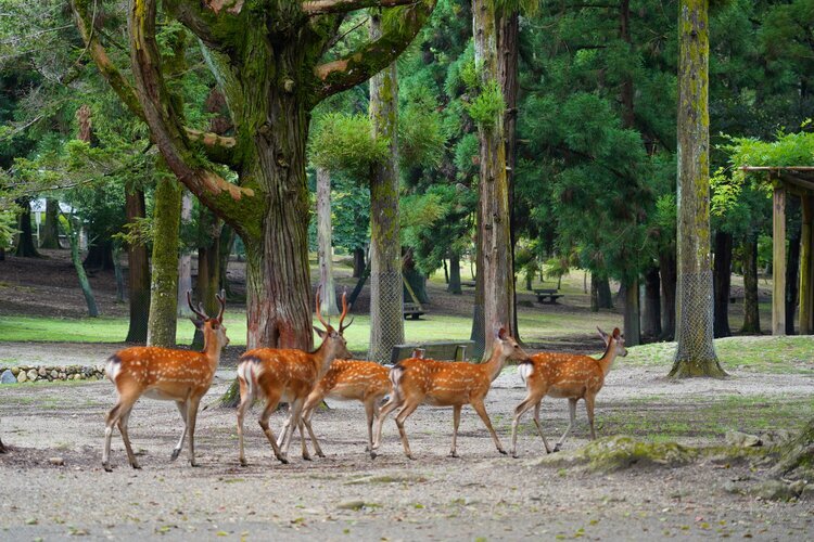 Deer at Nara Park