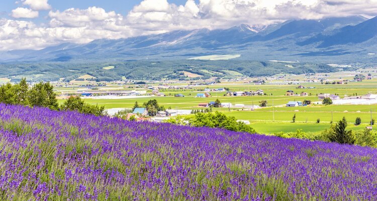 Lavender Field on Hillside of Tomita Farm in Summer