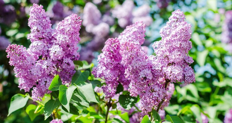 Attend to Sapporo Lilac Festival in Every May in Sapporo, Hokkaido Japan