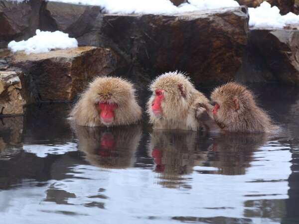 Snow monkeys