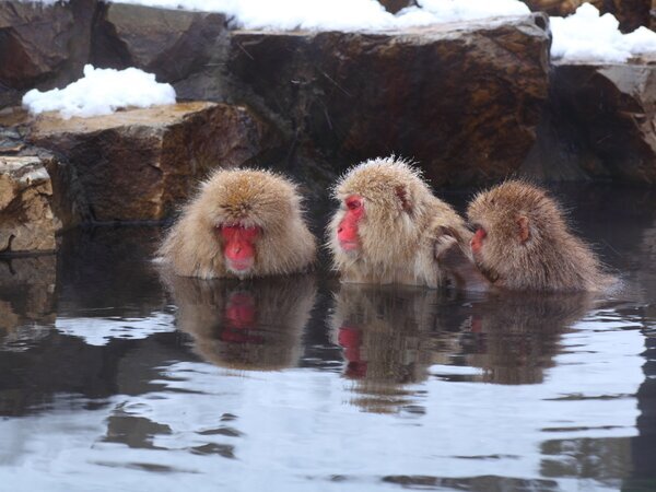 Snow monkeys soak in hot springs