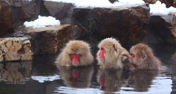 Snow monkeys soak in onsen