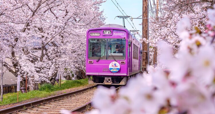 Eine Zugfahrt durch den Sakura-Tunnel