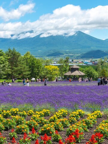 Take a Walk Through Furano’s Flower Fields