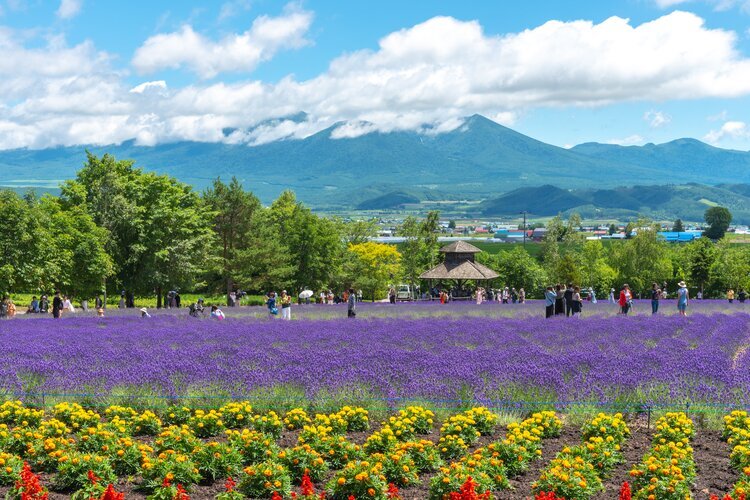 Flower fields at Farm Tomita in Furano