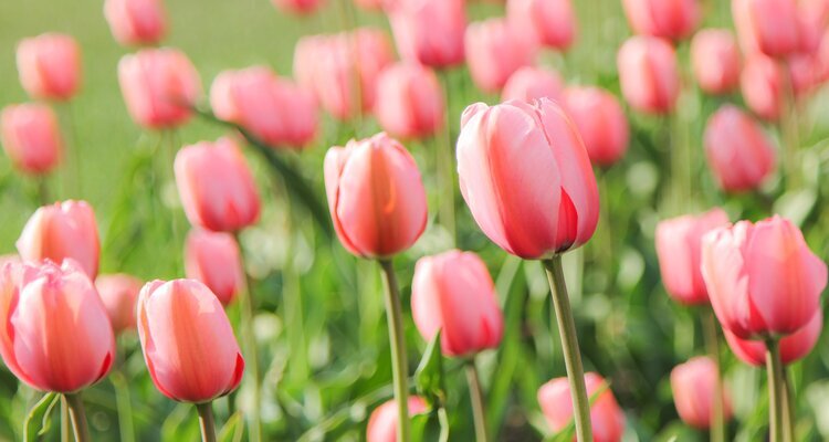 A field of pink tulips in Odori park in Mid-May, Sapporo, Hokkaido, Japan