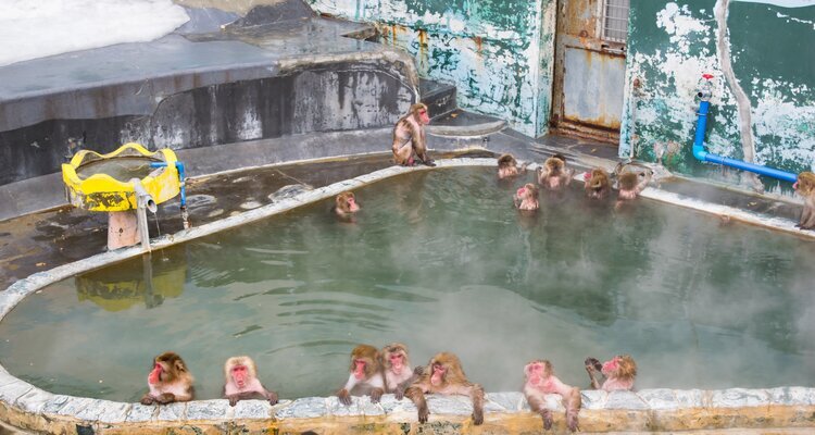 Snow monkeys at Hakodate Tropical Botanical Garden