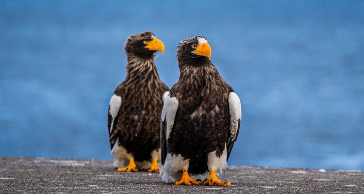 Two sea eagles are sitting on a concrete pier, Shiretoko Peninsula, Shiretoko National Park, Hokkaido, Japan