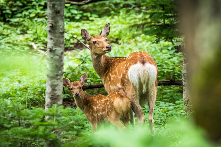 Observe the wild deer in eastern Hokkaido
