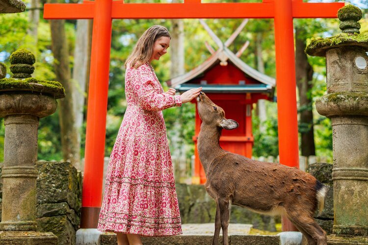 Feed the wild deer at Nara park