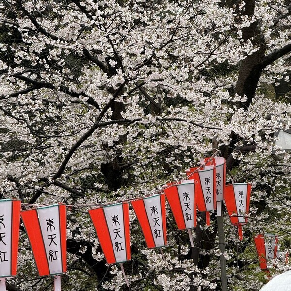 Cherry blossom festival