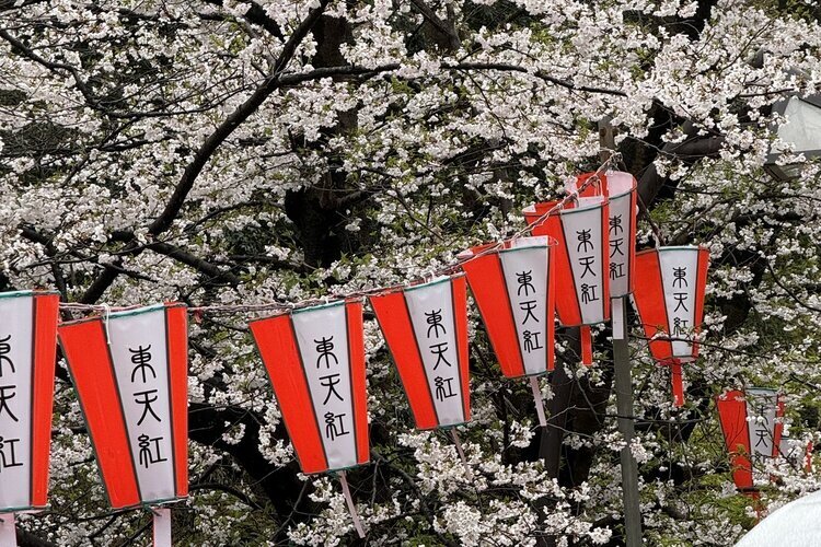 Ueno Park, Cherry blossoms