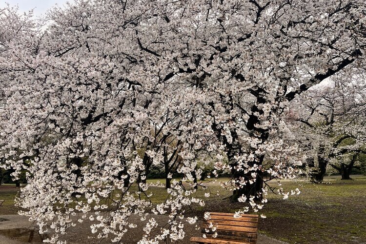 cherry blossoms in Shinjuku Gyoen garden