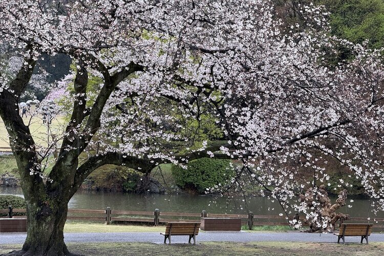 Kirschblüten im Shinjuku Gyoen National Garden
