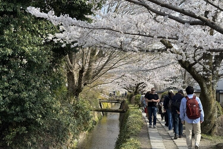 Kirschblüten säumen den Philosophenweg in Kyoto