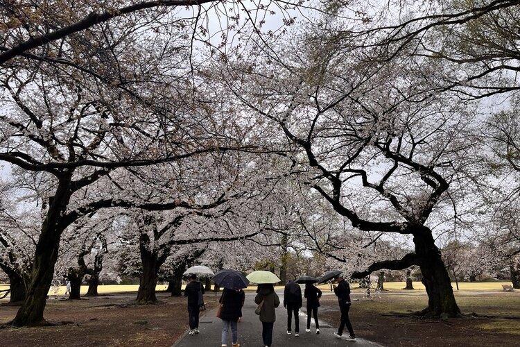 cherry blossoms