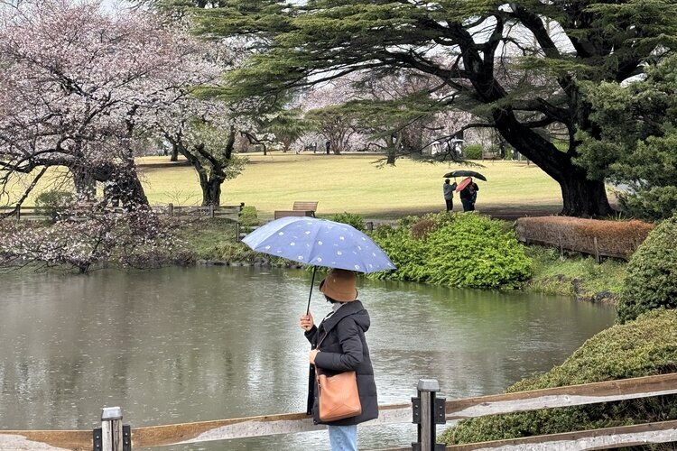 Shinjuku Gyoen National Garden, Cherry blossoms
