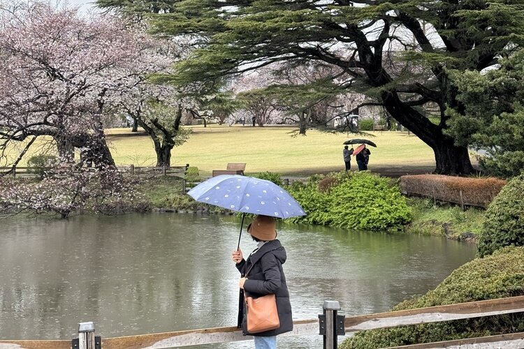 Shinjuku Gyoen National Garden, Cherry blossoms