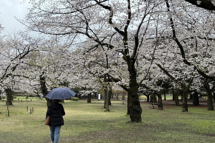 Tokyo Weather in March 2026: Cherry Blossom Starts, &Travel Tips