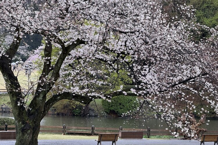 Shinjuku Gyoen National Garden