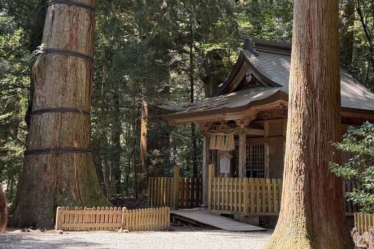 Towering cedar trees surround Takachiho Shrine