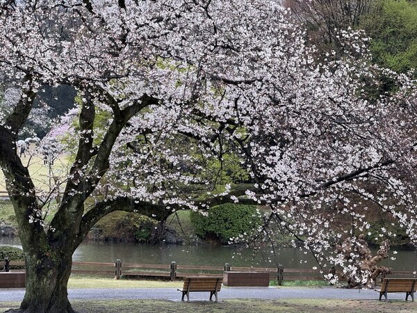 Shinjuku Gyoen National Garden