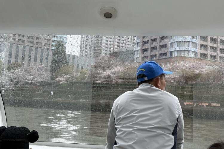 Sumida River, Cherry blossoms