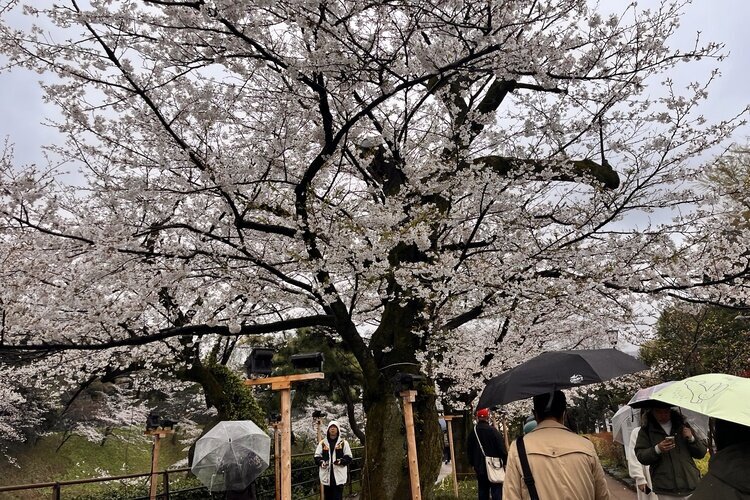 Chidorigafuchi