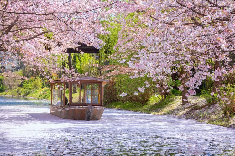 Fushimi Jikkokubune Kirschblüten-Kreuzfahrt