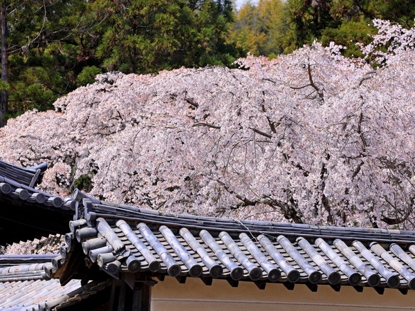 Shimo-Daigo-ji (Lower Daigo Temple)