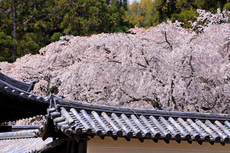 cherry blossoms