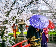 10-Day Charming Japan Cherry Blossom Tour