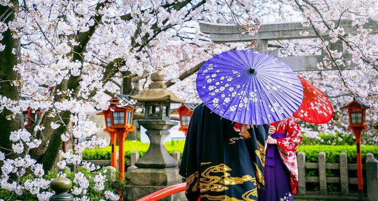 A couple takes photos in kimono under cherry blossoms