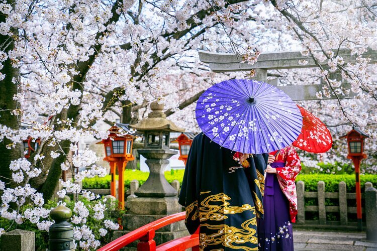 romantic couple, cherry blossoms