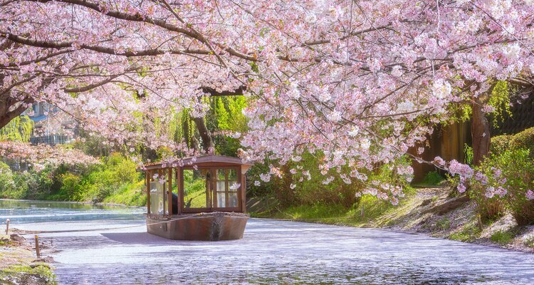 Fushimi Jikkokubune Cherry Blossom Cruise