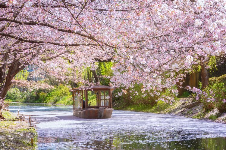 Kyoto in cherry blossom season