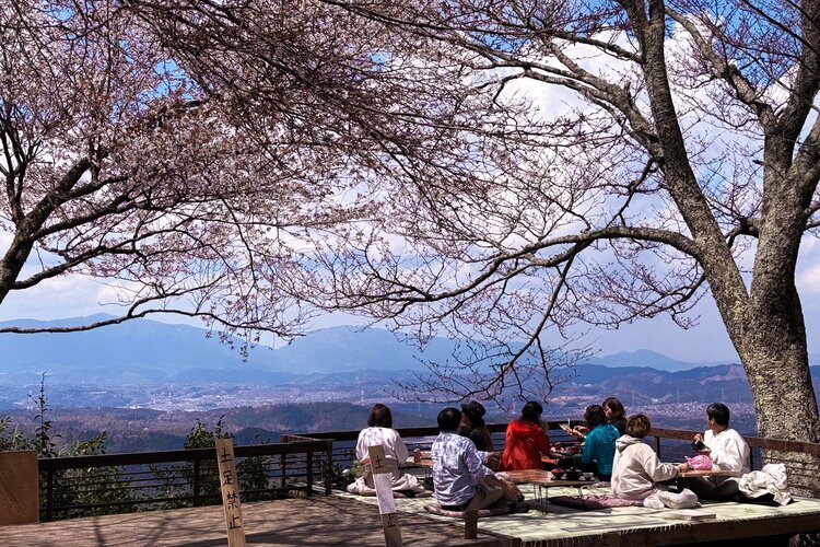 Einheimische genießen Hanami