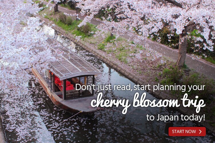 plan a cherry blossoms trip 2026