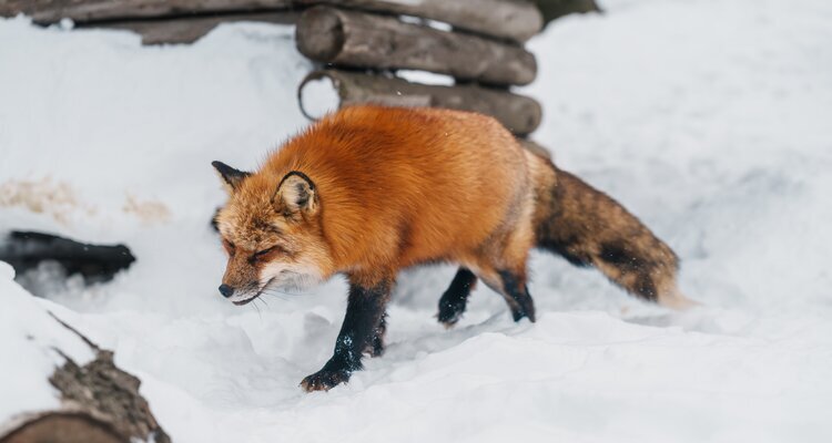 Zao Fox Village