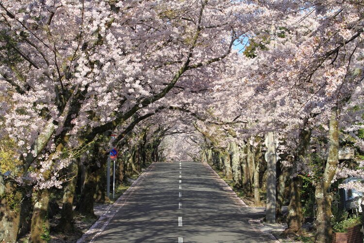 Cherry blossoms in Izu
