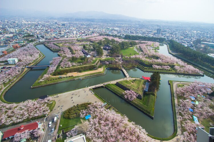 Kirschblüten im Goryokaku Park in Hokkaidō