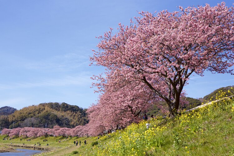 Kirschblüten in Shimogamo, Izu