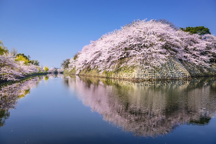 Hikone Schloss